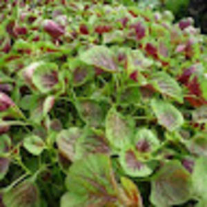 Meet your Posher, Bee